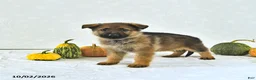 German Shepherd dogs for sale: Sandy - Ad 3
