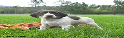 German Shorthaired Pointer dogs for sale: Sundance - Ad 1