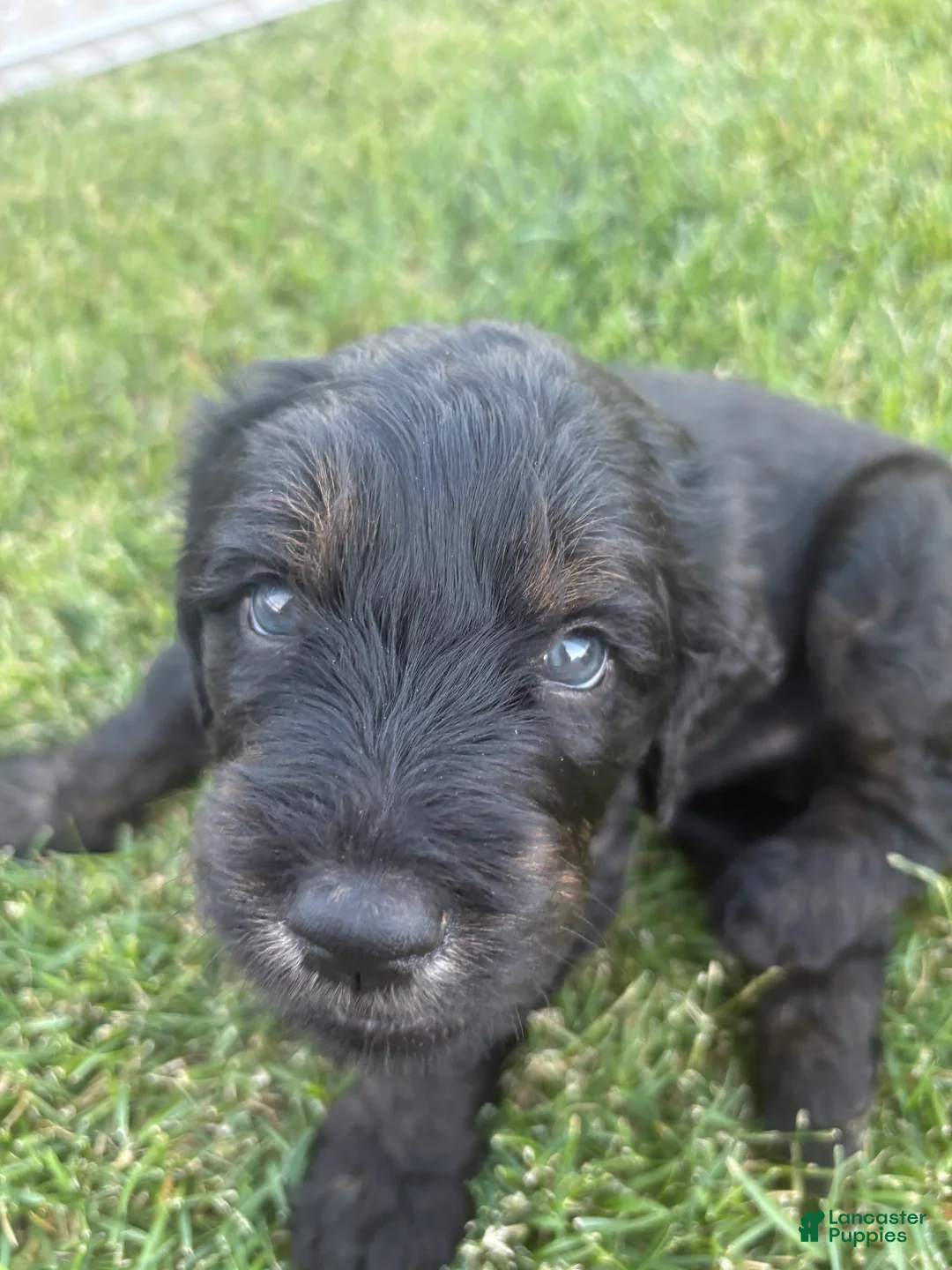 Goldendoodle dogs for sale: Jasper - Ad 2