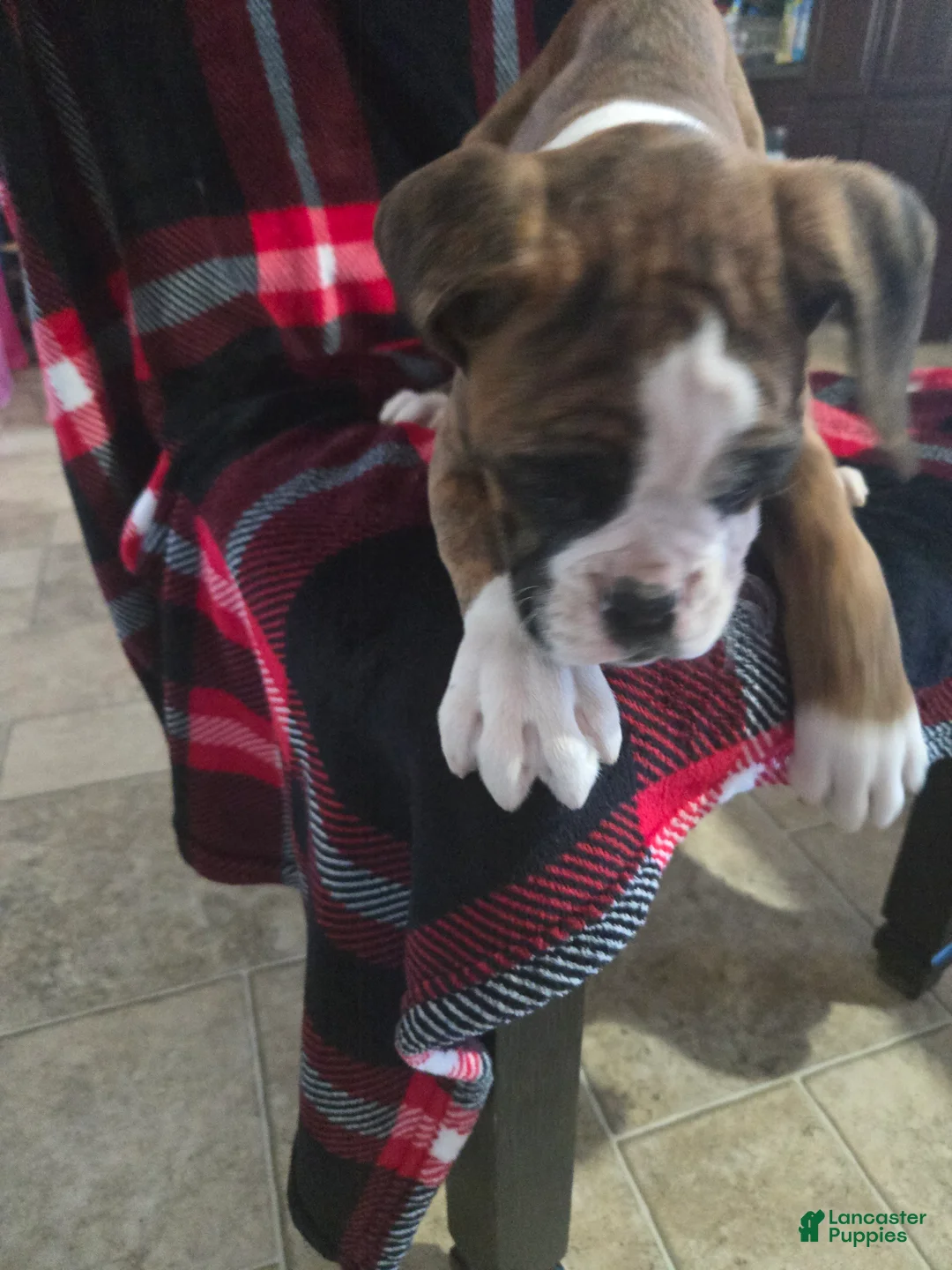 Boxer dogs for sale: Diamond  - Ad 13