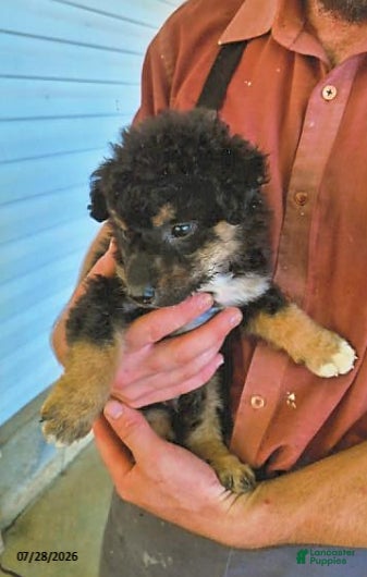 English Shepherd dogs for sale: Brandon - Ad 1