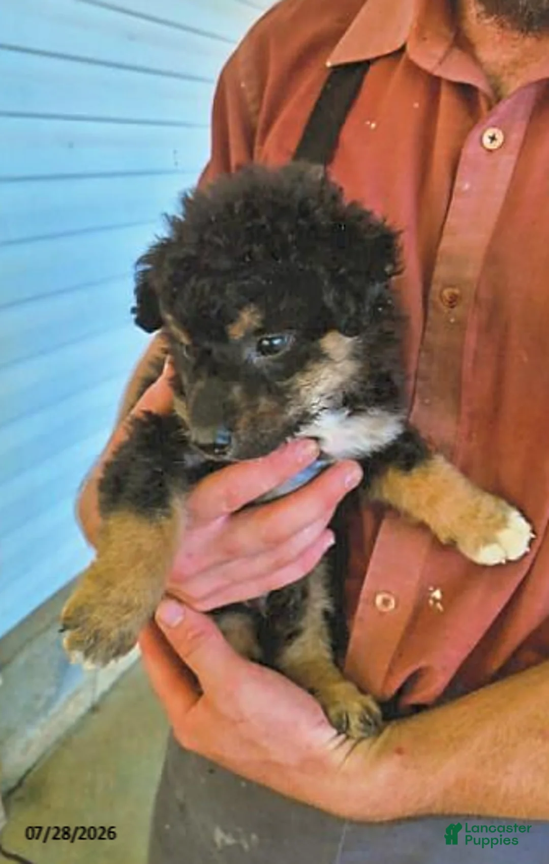English Shepherd dogs for sale: Brandon - Ad 1