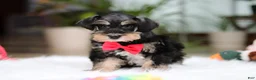 Miniature Schnauzer dogs for sale: Noah - Ad 3