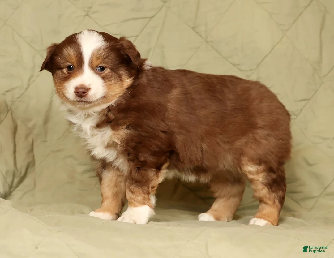 Miniature Australian Shepherd dogs for sale: Deacon - Ad 6