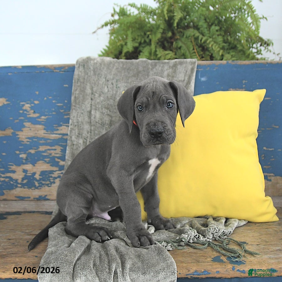 Great Dane dogs Clifford - Ad 2