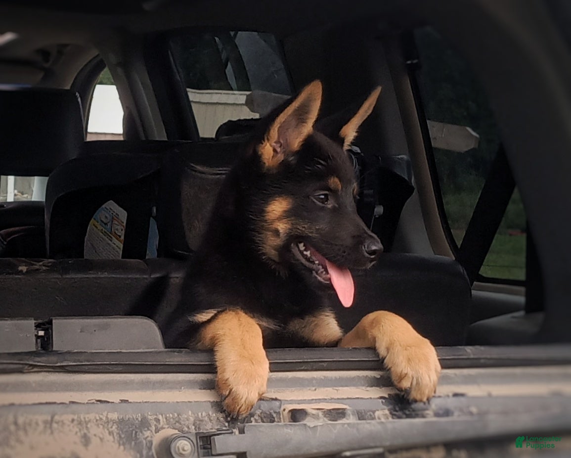 German Shepherd dogs Hydra - Ad 13