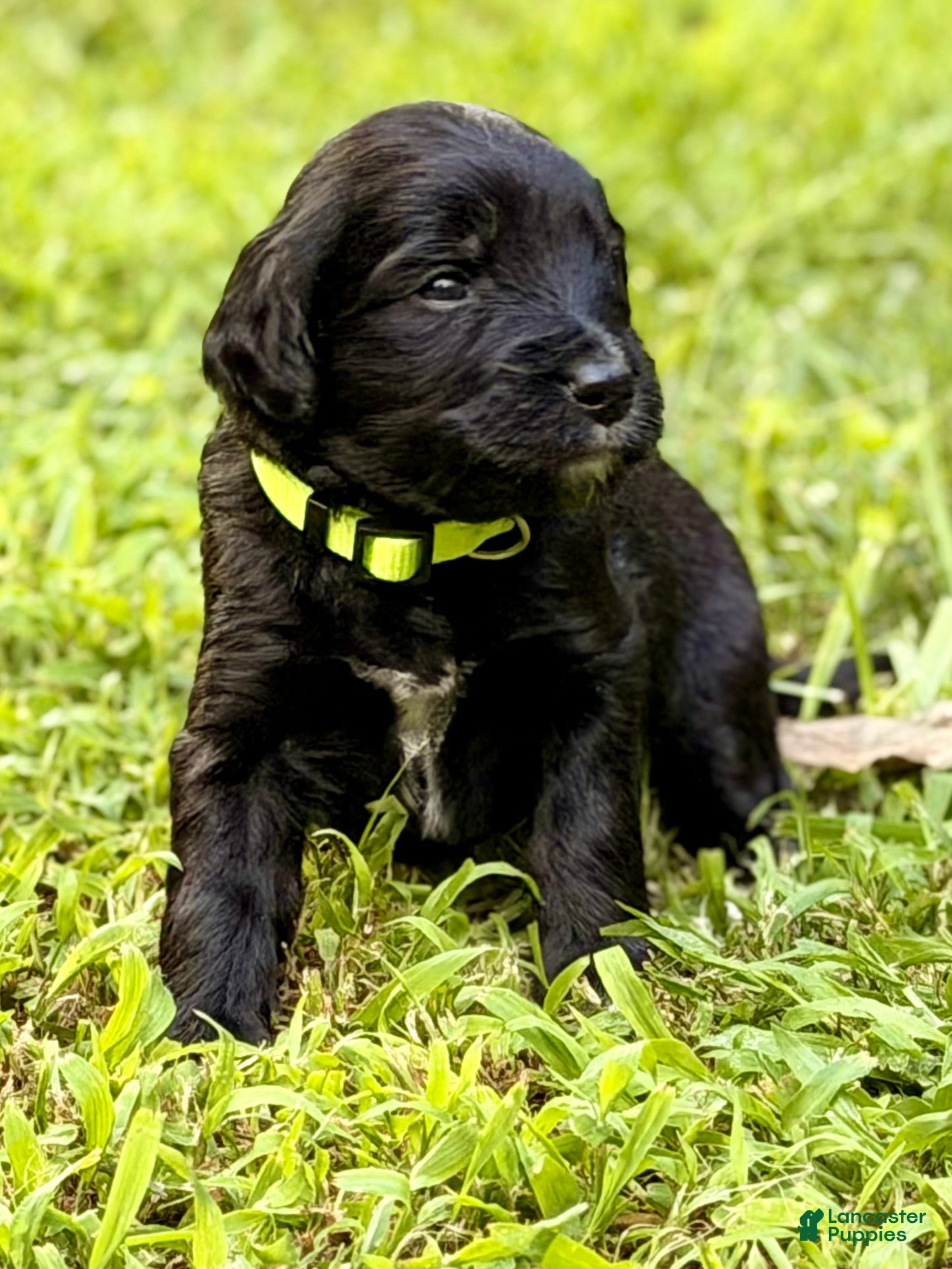 Bernedoodle dogs for sale: Green - born the smallest AKA Tinkerbell - Ad 3