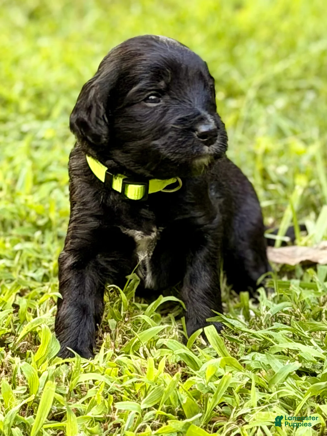 Bernedoodle dogs for sale: Green - born the smallest AKA Tinkerbell - Ad 1