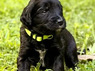 Bernedoodle dogs Green - born the smallest AKA Tinkerbell - Ad 7