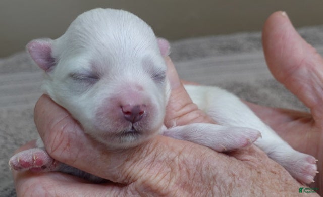 Maltese dogs Harlow - Ad 4