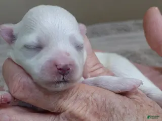 Maltese dogs Harlow - Ad 4