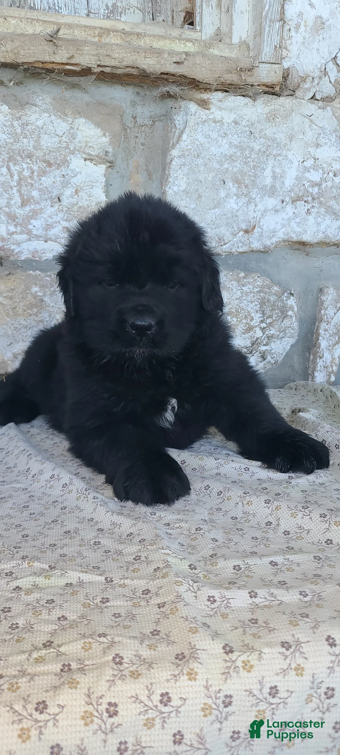 Newfoundland dogs for sale: Newfoundland Puppy 3 - Ad 2
