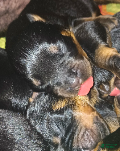 Rottweiler dogs Championship bloodline Girl 5 - Ad 2