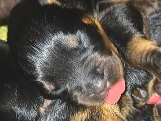 Rottweiler dogs Championship bloodline Girl 5 - Ad 2