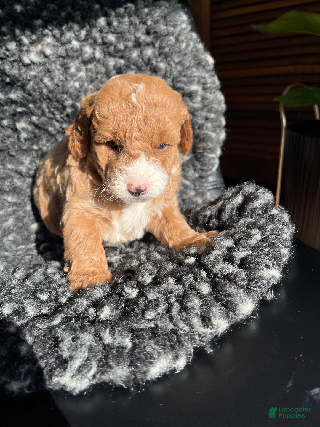 Mini Goldendoodle dogs for sale: Willow - Ad 4