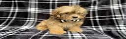 Shihpoo dogs for sale: Diego - Ad 3