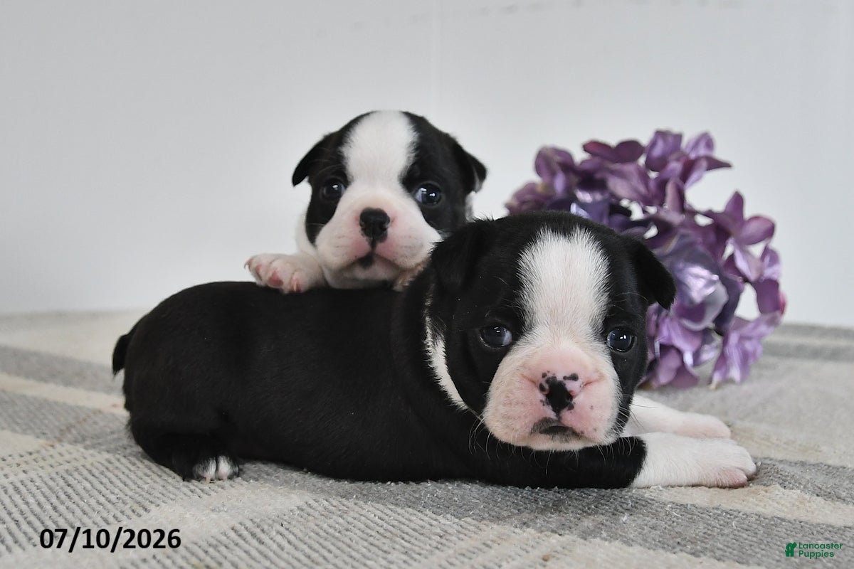 Boston Terrier dogs Fritz - Ad 2