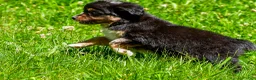 Miniature Australian Shepherd dogs for sale: Felisha - Ad 20