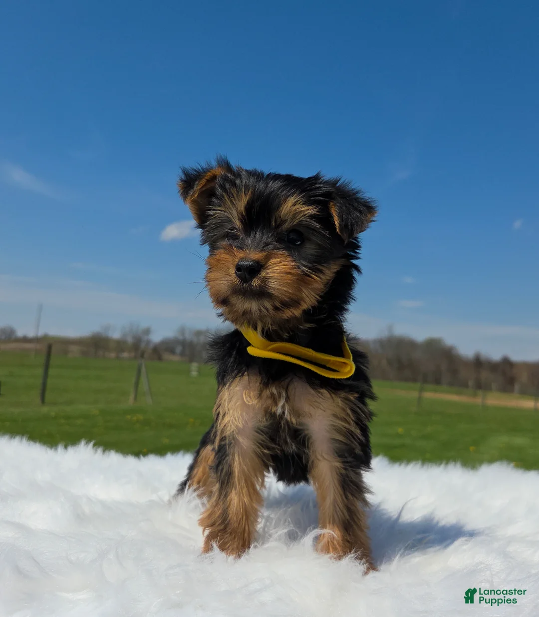 Yorkshire Terrier dogs for sale: Rolo - Ad 2