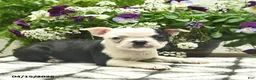 Boston Terrier dogs for sale: Ruby  - Ad 4