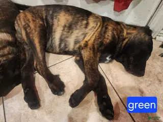 Mixed Breed dogs Hybrid Green Collar Male - Ad 33