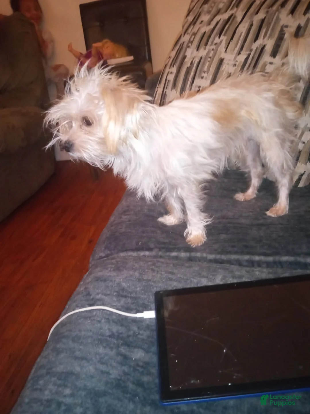 Chorkie dogs for sale: Buck - Ad 5