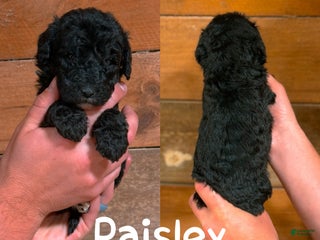 Saint Berdoodles dogs - Ad 27