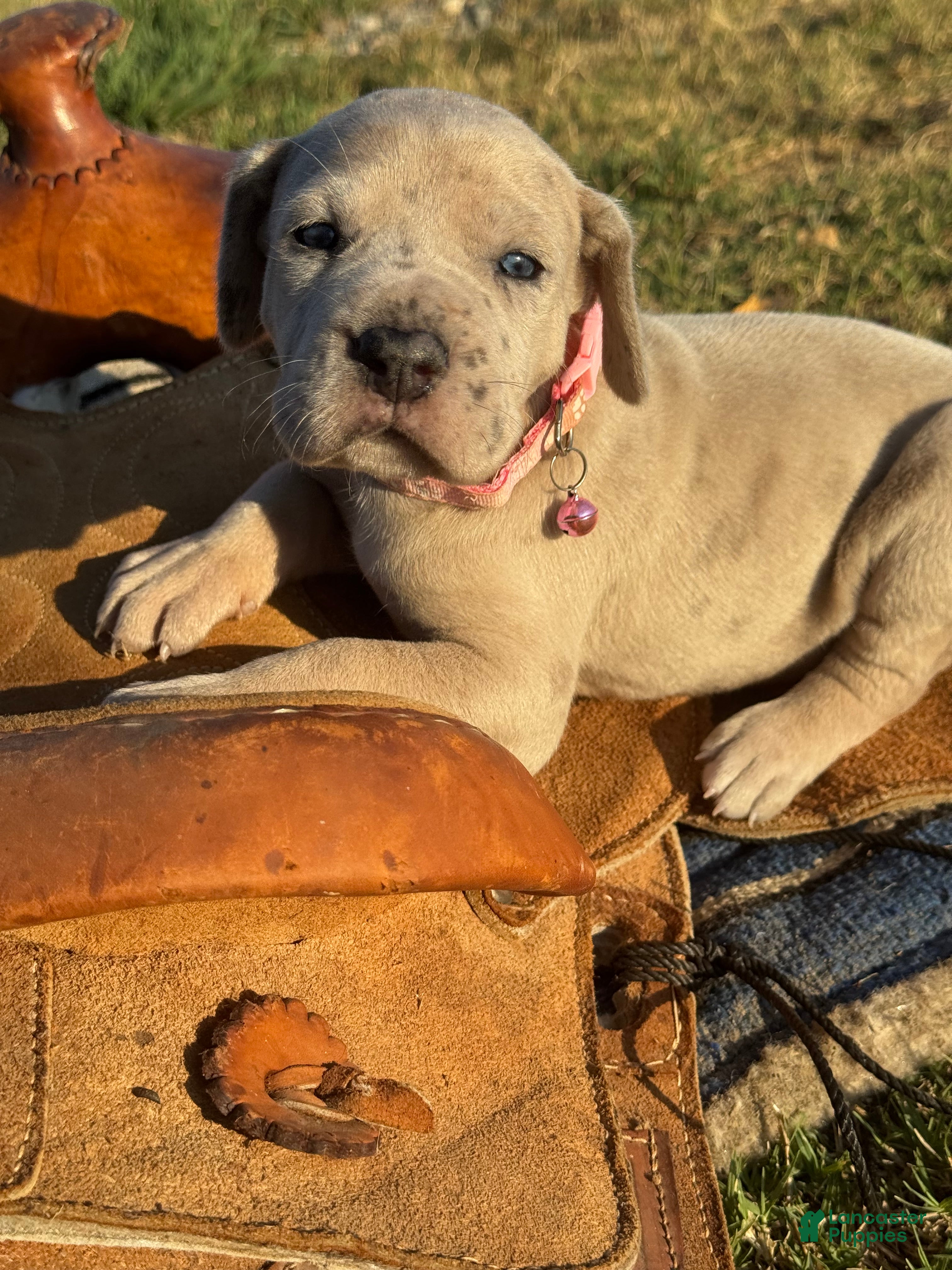 Great Dane dogs for sale: Jemma - Ad 4