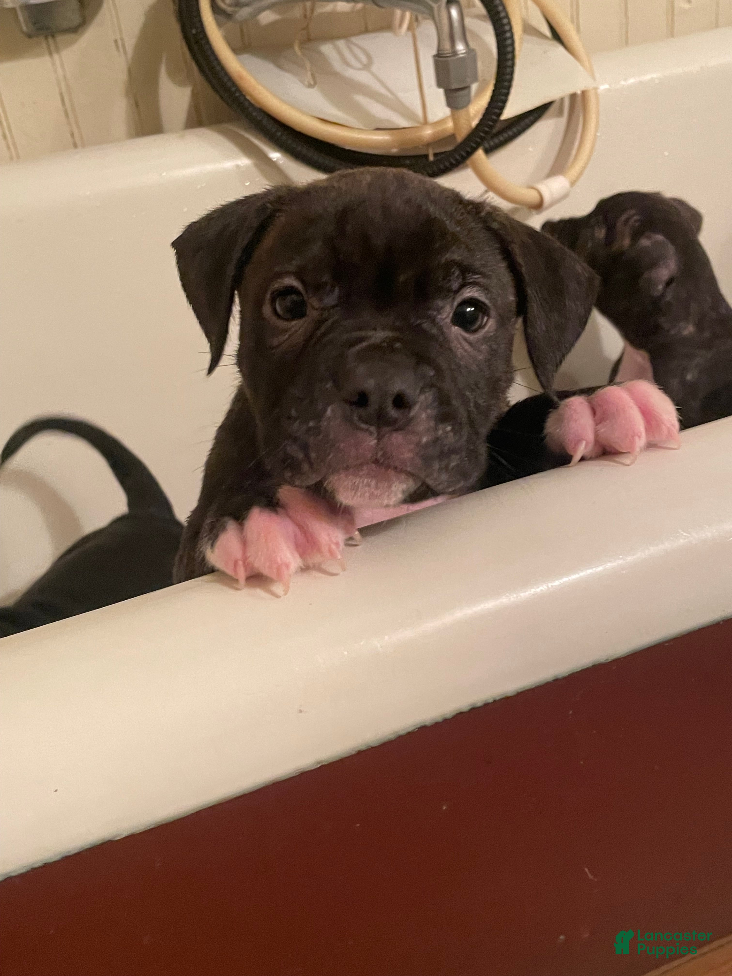 Mixed Breed dogs Mixed Breed 3 - Ad 6