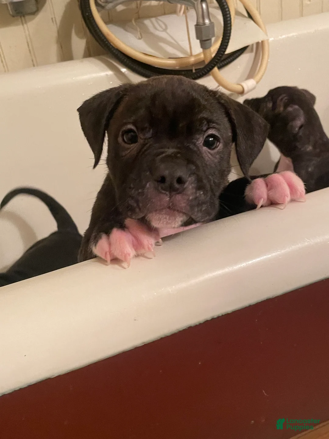 Mixed Breed dogs for sale: Mixed Breed 3 - Ad 1