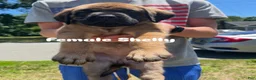 English Mastiff dogs for sale: Shelly  - Ad 4