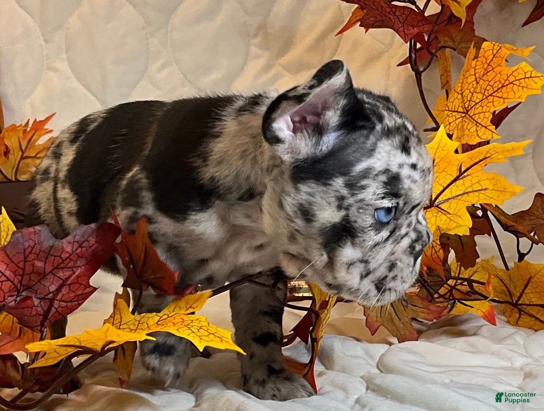 French Bulldog dogs for sale: Shell - Ad 11