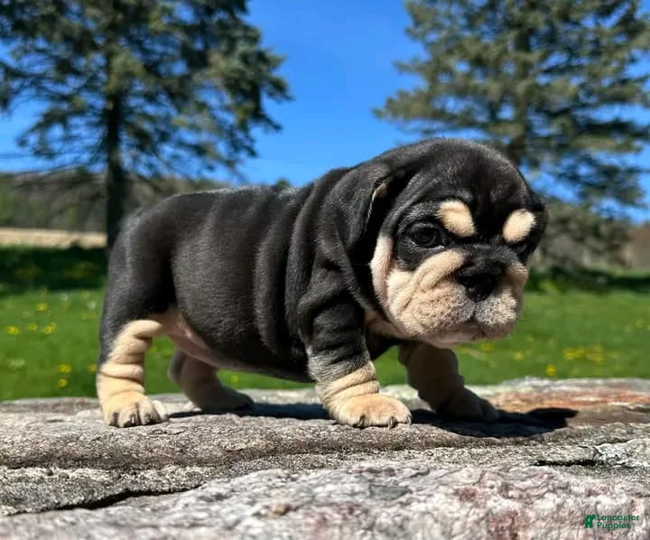 English Bulldog dogs MONSTER - BLACK TAN TRI KING - Ad 5