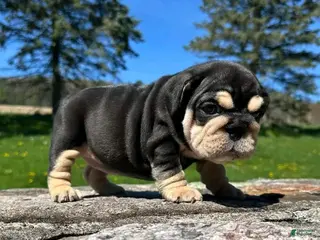 English Bulldog dogs MONSTER - BLACK TAN TRI KING - Ad 16