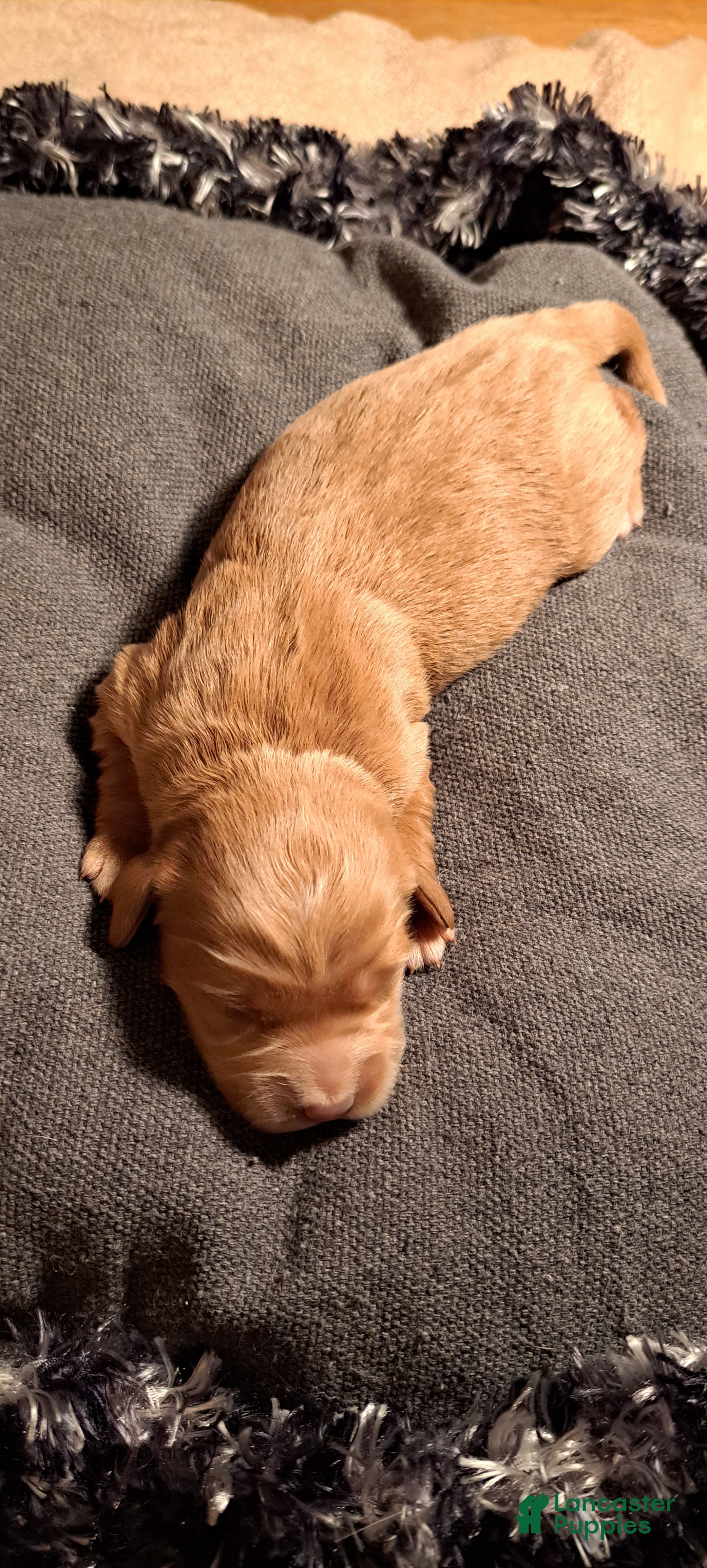 Mini Goldendoodle dogs Mini Goldendoodle Puppy 1 - Ad 2