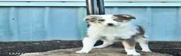 Miniature Australian Shepherd dogs for sale: Winnie - Ad 1