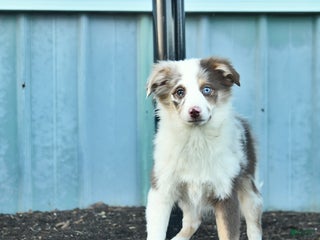 Miniature Australian Shepherd dogs Winnie - Ad 32
