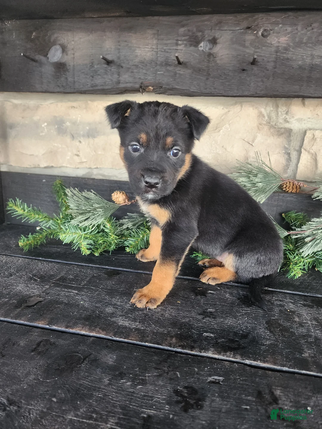 Mixed Breed dogs for sale: Rita - Ad 6