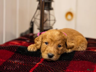 Labradoodle dogs Tirza - Ad 15