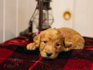 Labradoodle dogs Tirza - Ad 30