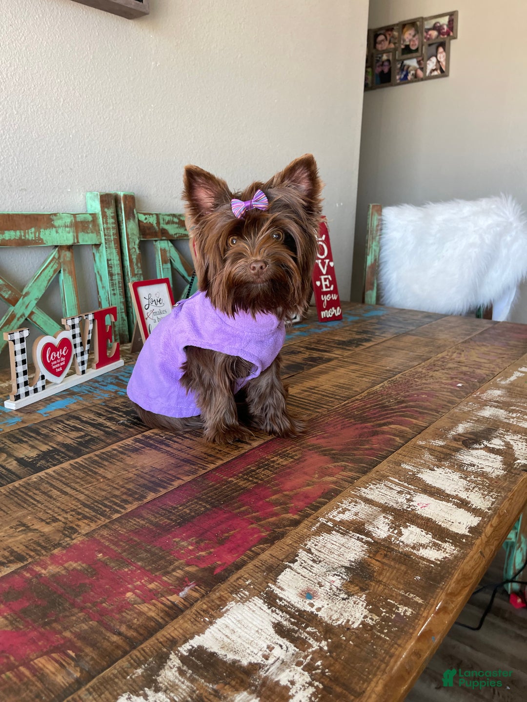 Yorkshire Terrier dogs for sale: KB Chocolate Girl Coco 🩷 - Ad 8