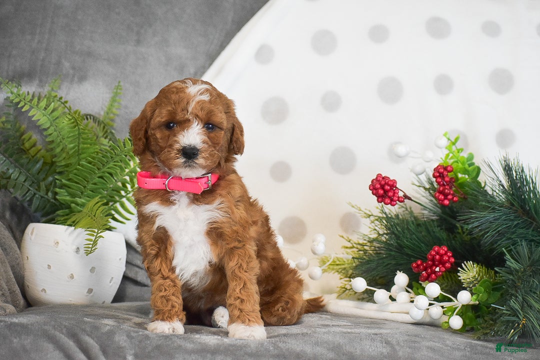 Mini Goldendoodle dogs for sale: Rosie - Ad 6