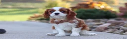 Cavalier King Charles Spaniel dogs for sale: Acorn - Ad 3