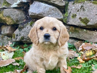 Miniature Golden Retriever dogs - Ad 3