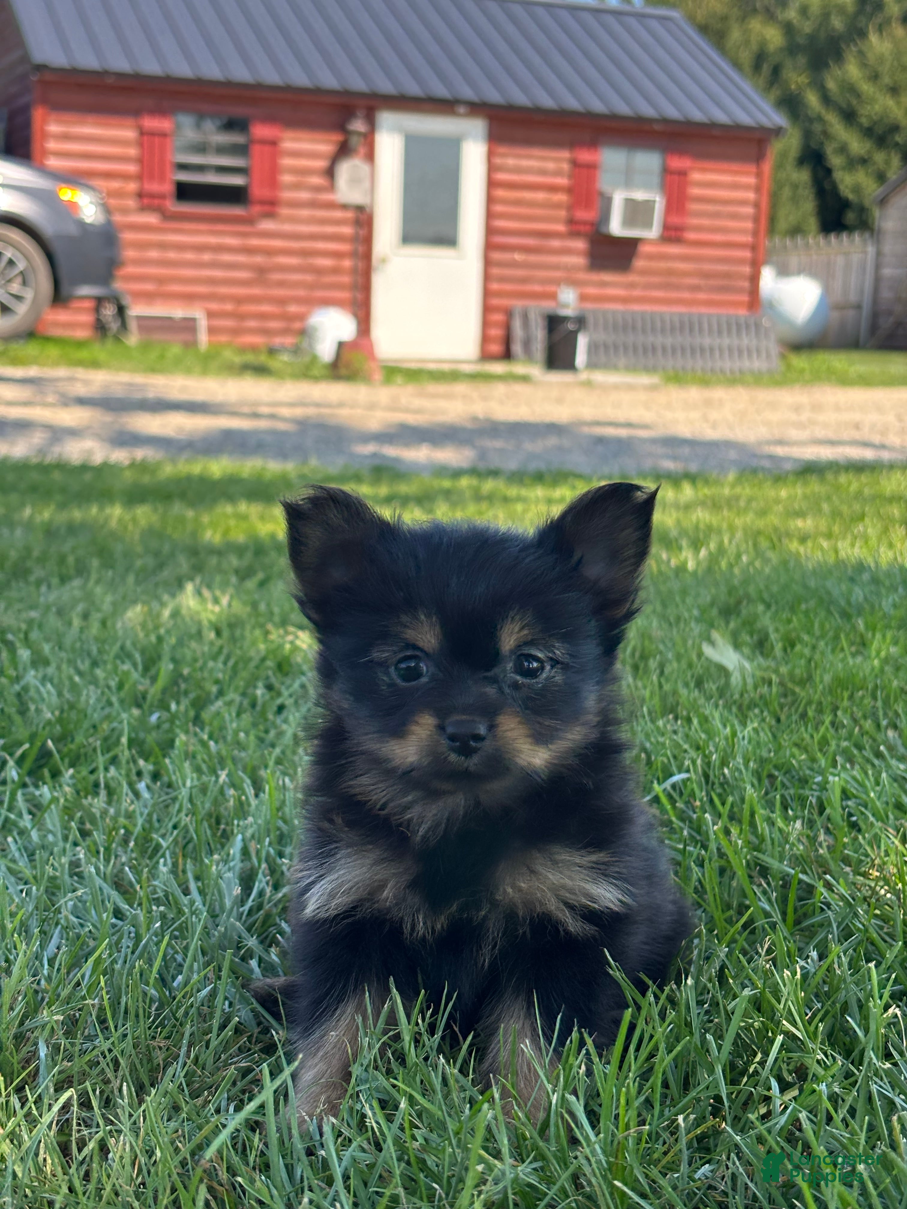 Mixed Breed dogs Leah - Ad 2