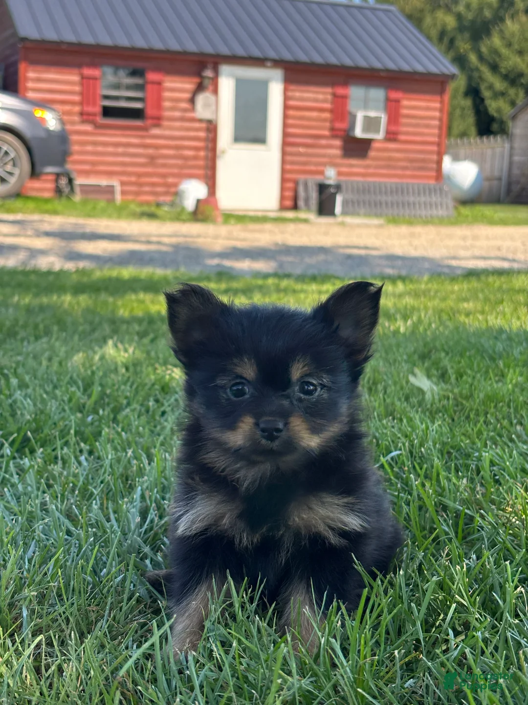 Mixed Breed dogs for sale: Leah - Ad 2