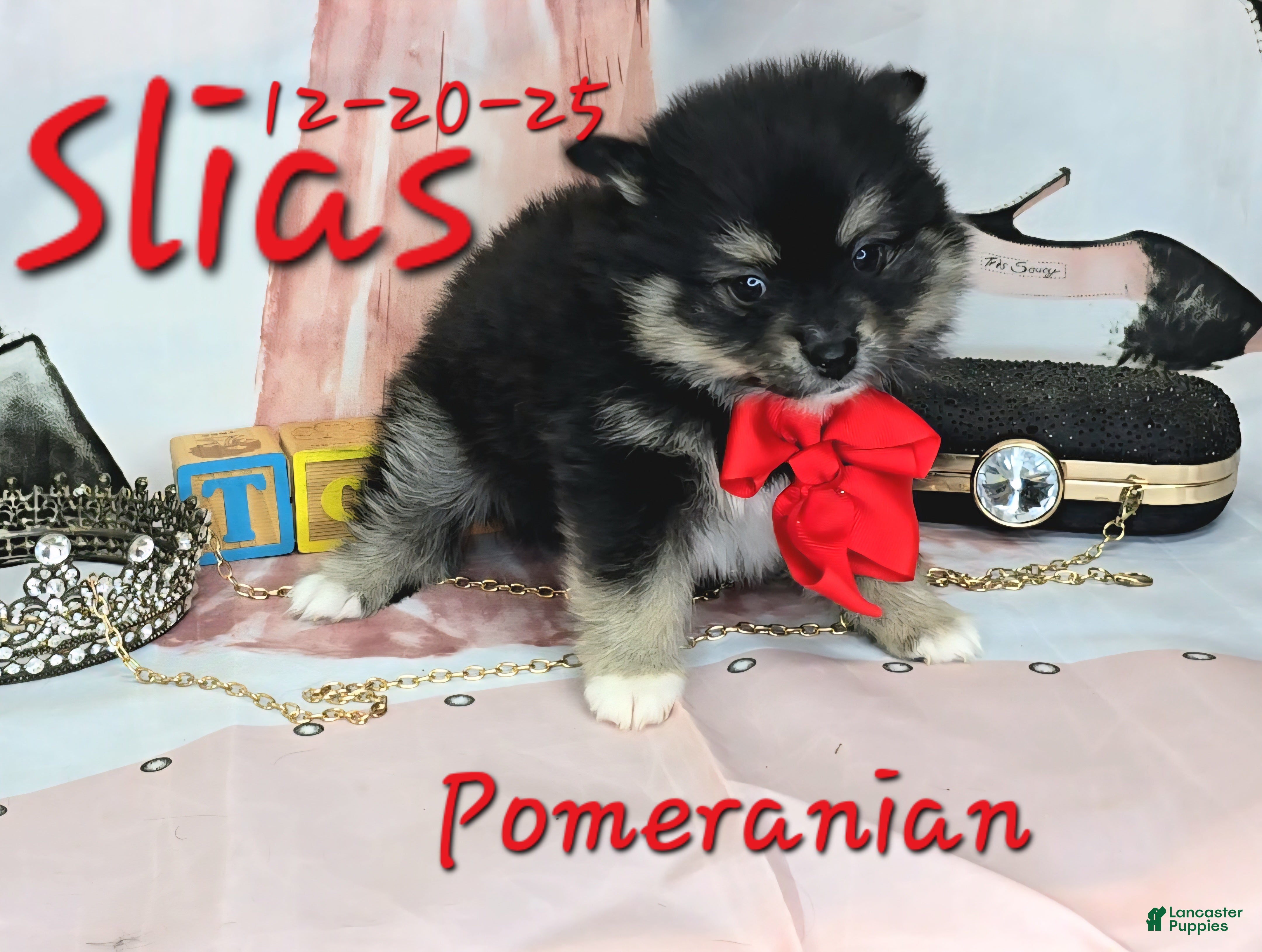 Pomeranian dogs Silas Pomeranian Puppy 4 - Ad 3