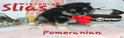 Pomeranian dogs for sale: Silas Pomeranian Puppy 4 - Ad 1