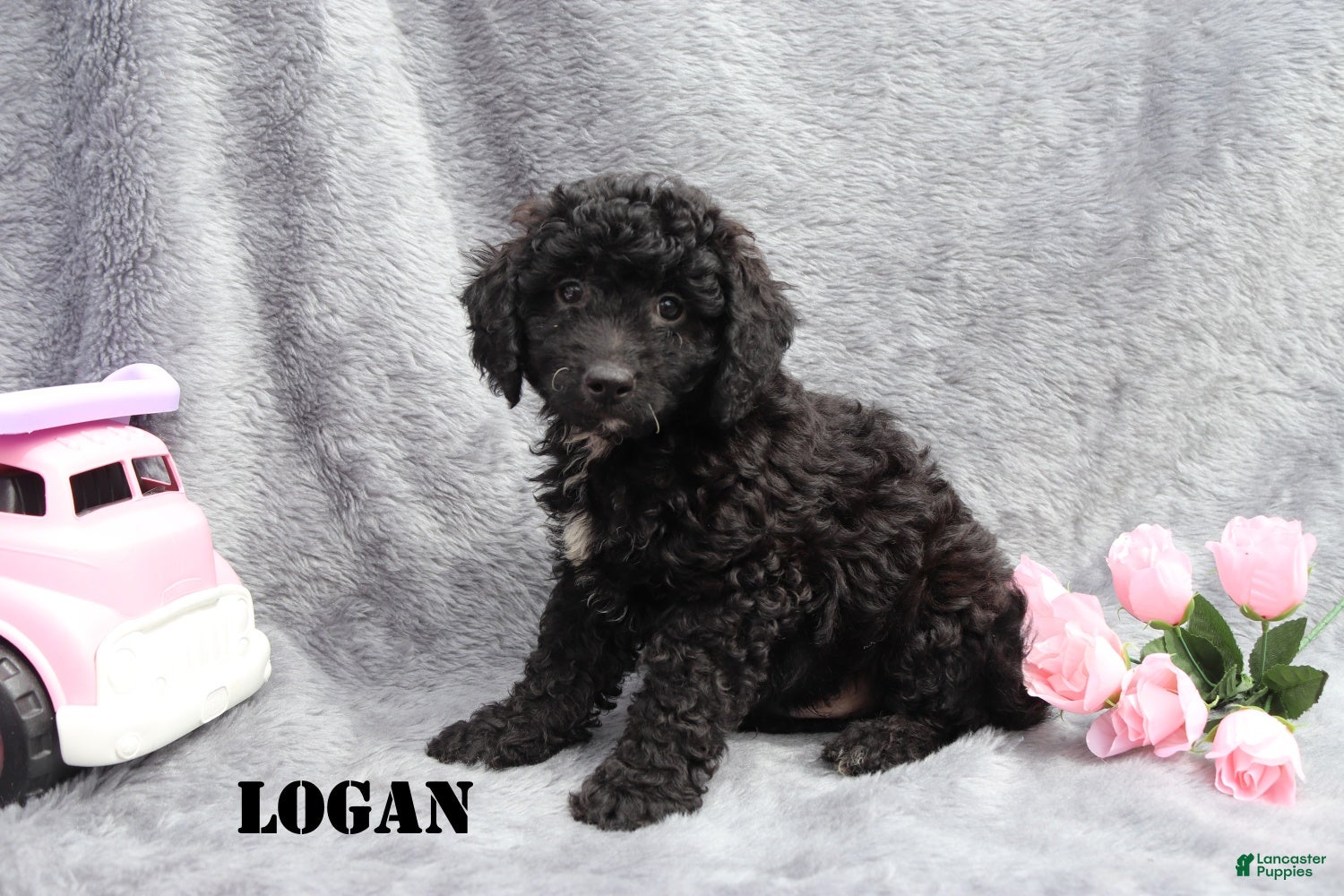 Mini Goldendoodle dogs for sale: Logan - Ad 3