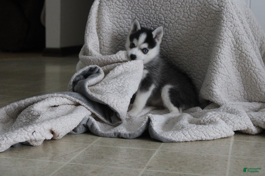 Pomsky dogs for sale: Tiny Tot - Ad 5